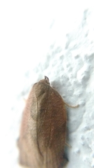 Amorbia