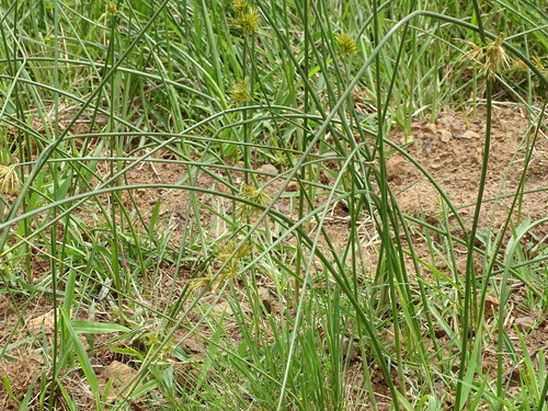 Image of Cyperus natalensis by (c) Shaun Swanepoel, some rights reserved (CC BY)
