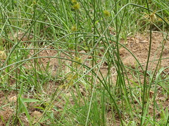 (c) Shaun Swanepoel, some rights reserved (CC BY) Cyperus natalensis, photograph (c) Shaun Swanepoel, some rights reserved (CC BY)