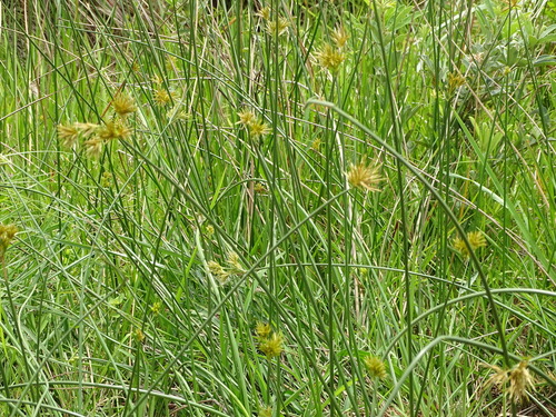 Image of Cyperus natalensis by (c) Shaun Swanepoel, some rights reserved (CC BY)