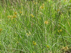 Cyperus natalensis, photograph (c) Shaun Swanepoel, some rights reserved (CC BY)