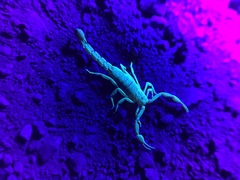 Serradigitus gertschi