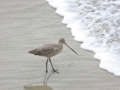 Limosa fedoa