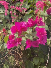Bougainvillea