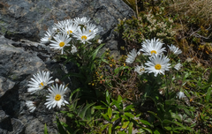 Dolichoglottis scorzoneroides