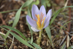 Crocus cancellatus