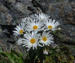 Dolichoglottis scorzoneroides