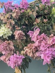 Bougainvillea