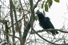 Cephalopterus ornatus