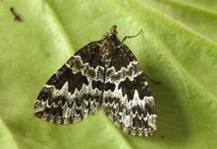 Electrophaes corylata