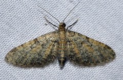 Eupithecia orana