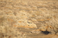 Eupodotis vigorsii vigorsii