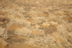 Eupodotis vigorsii vigorsii