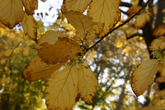 Hamamelis