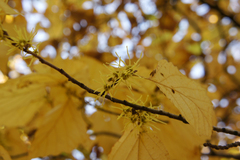 Hamamelis