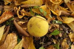 Juglans nigra