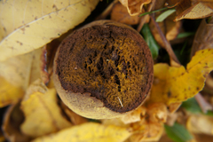 Juglans nigra