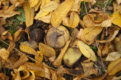 Juglans nigra