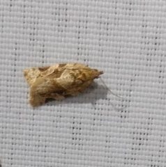 Argyrotaenia