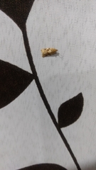 Argyrotaenia