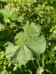 Malva pusilla