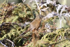 Cryptillas victorini
