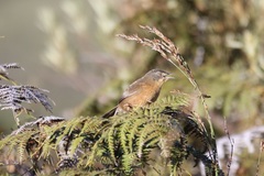 Cryptillas victorini