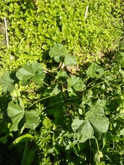 Malva pusilla