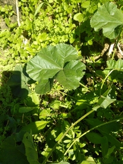 Malva pusilla