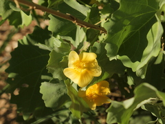 Abutilon pycnodon