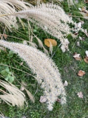Miscanthus