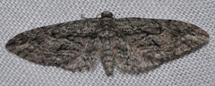 Eupithecia oxycedrata