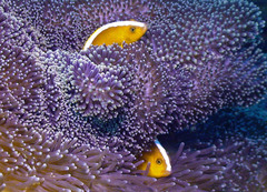 Amphiprion sandaracinos