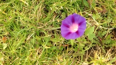 Ipomoea purpurea