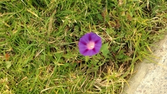 Ipomoea purpurea