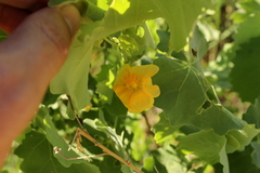 Abutilon pycnodon