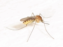Culex pipiens