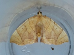 Eulithis diversilineata