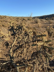 Cylindropuntia molesta molesta