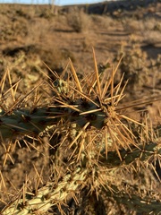Cylindropuntia molesta molesta