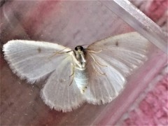 Protitame virginalis