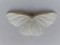 Protitame virginalis