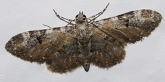 Eupithecia pantellata