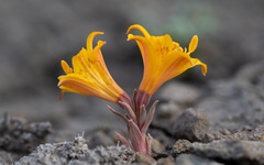 Alstroemeria patagonica