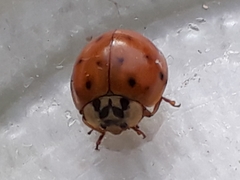 Harmonia axyridis