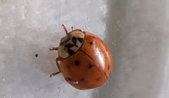 Harmonia axyridis