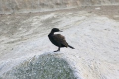 Phalacrocorax neglectus