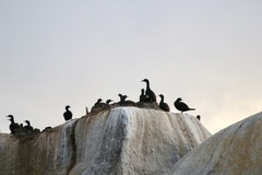 Phalacrocorax neglectus