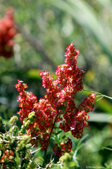 Rumex tuberosus creticus
