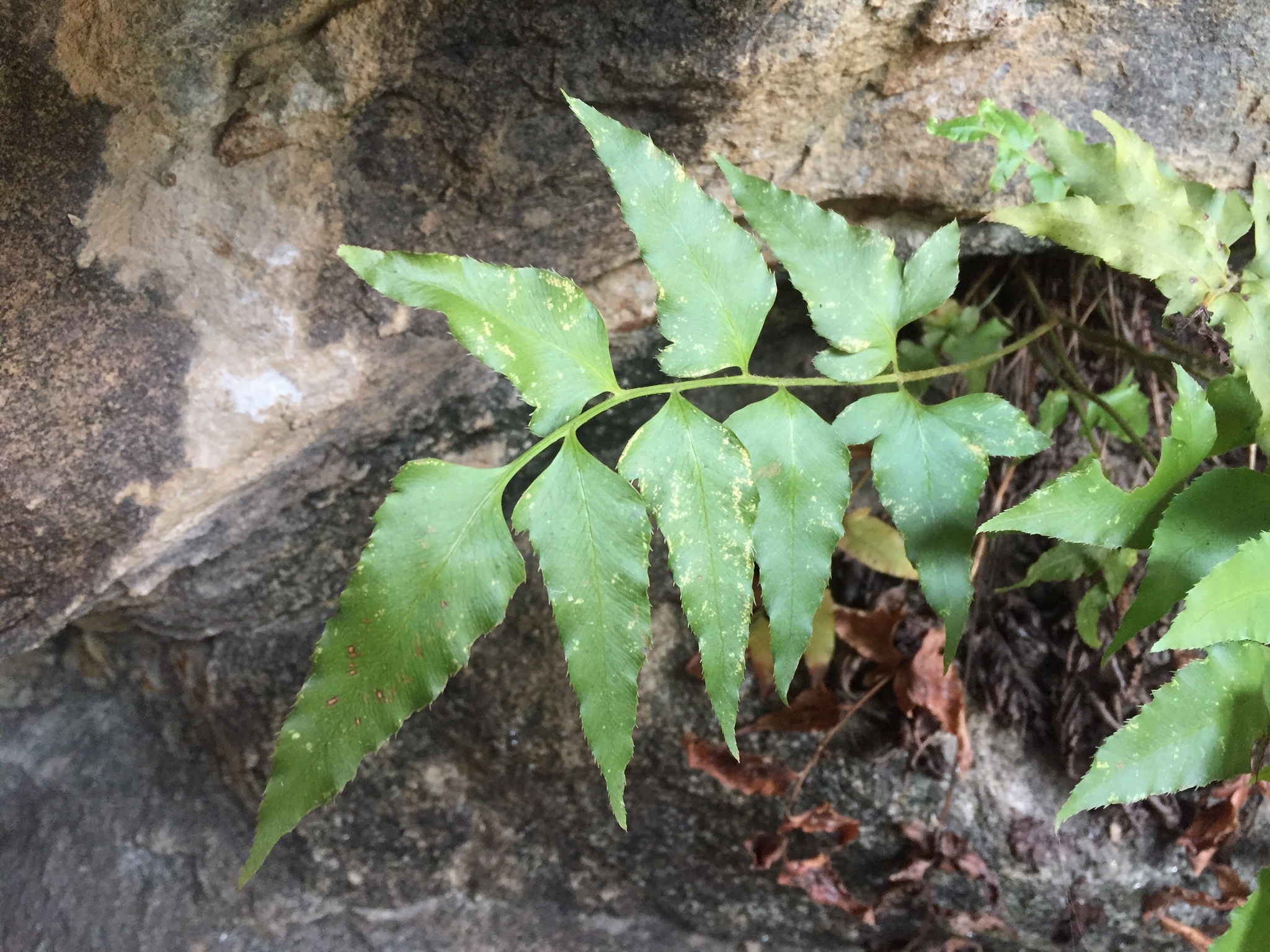 Phanerophlebia auriculata
